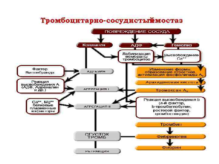 Тромбоцитарно-сосудистый гемостаз 