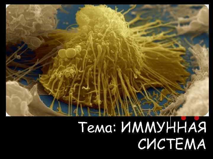 Тема: ИММУННАЯ СИСТЕМА 