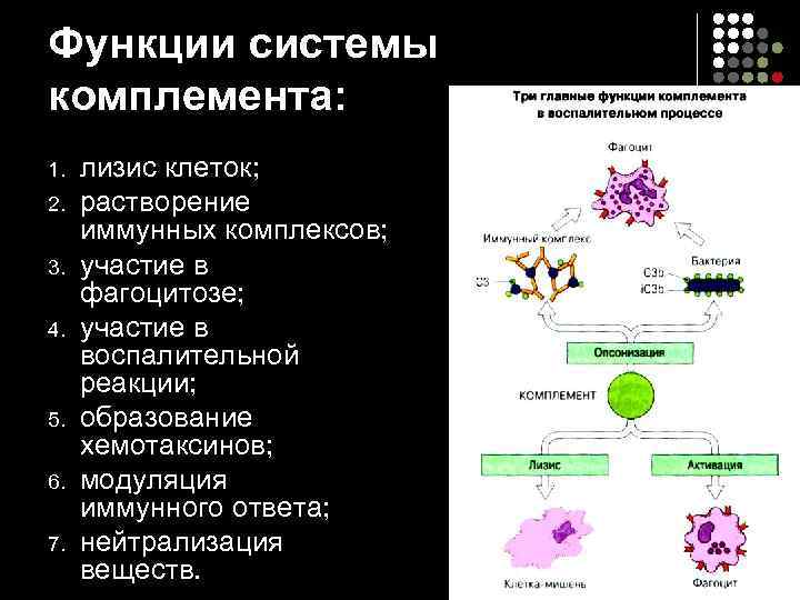 Функции системы комплемента: 1. 2. 3. 4. 5. 6. 7. лизис клеток; растворение иммунных