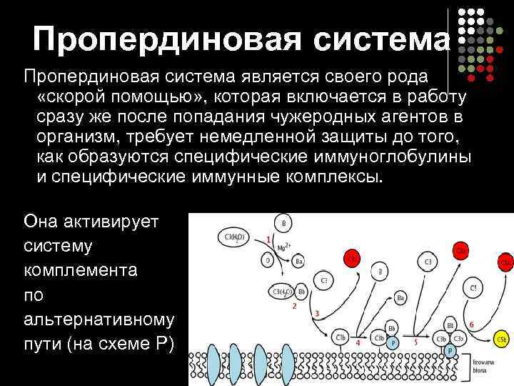 Пропердиновая система является своего рода «скорой помощью» , которая включается в работу сразу же