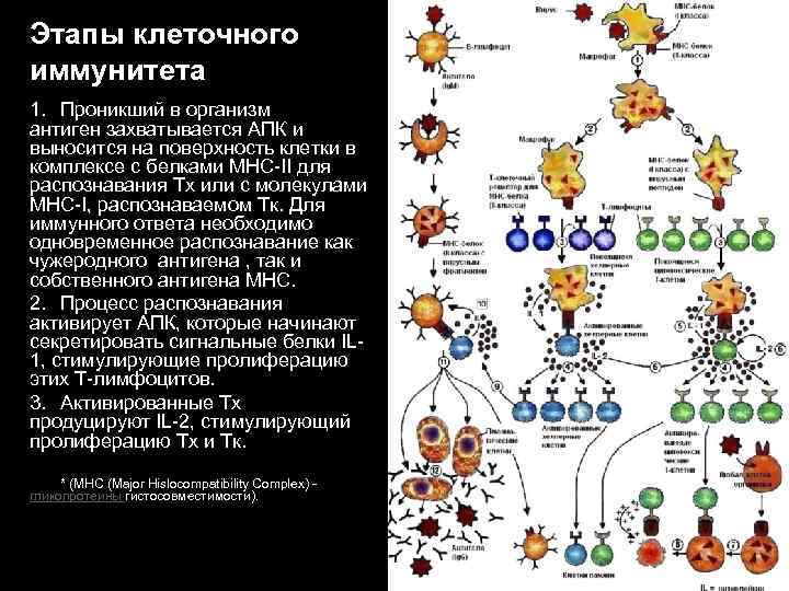 Этапы клеточного иммунитета 1. Проникший в организм антиген захватывается АПК и выносится на поверхность