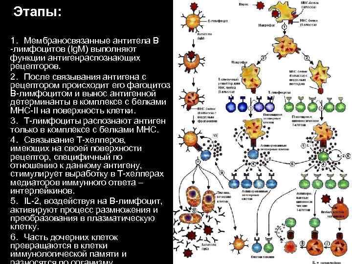 Этапы: 1. Мембраносвязанные антитела В -лимфоцитов (Ig. M) выполняют функции антигенраспознающих рецепторов. 2. После