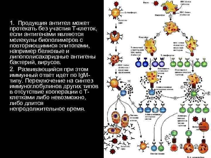 1. Продукция антител может протекать без участия Т-клеток, если антигенами являются молекулы биополимеров с