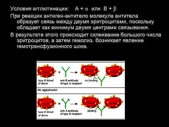 Условия агглютинации: А + или В + При реакции антиген-антитело молекула антитела образует связь