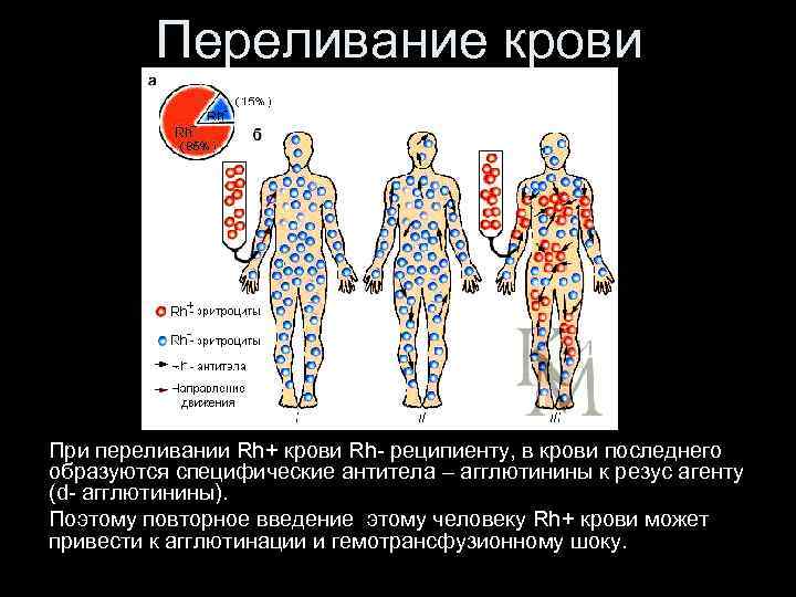 Переливание крови При переливании Rh+ крови Rh- реципиенту, в крови последнего образуются специфические антитела