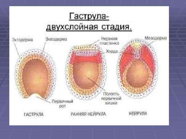 Онтогенез цнс презентация