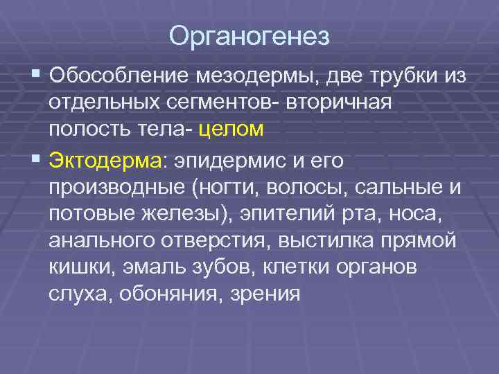 Органогенез § Обособление мезодермы, две трубки из отдельных сегментов- вторичная полость тела- целом §