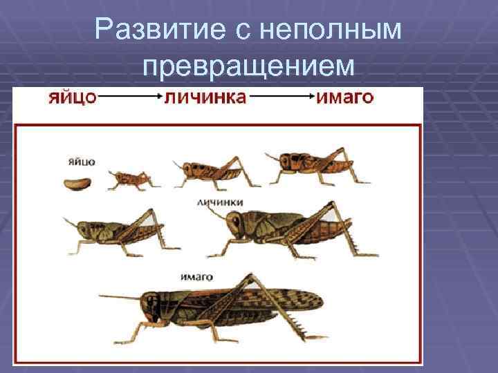 Развитие с неполным превращением 