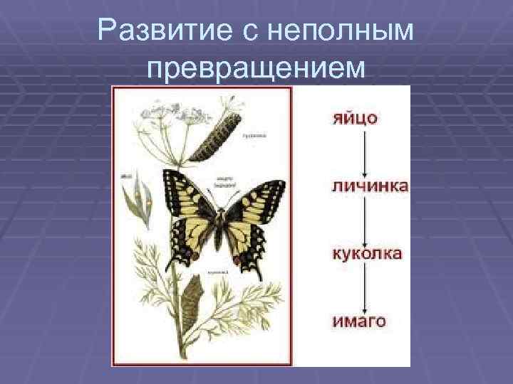 Развитие с неполным превращением 