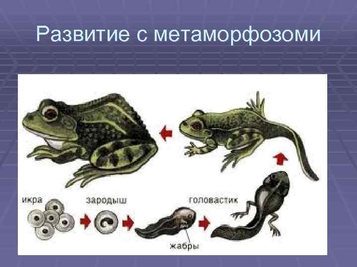 Развитие с метаморфозоми 