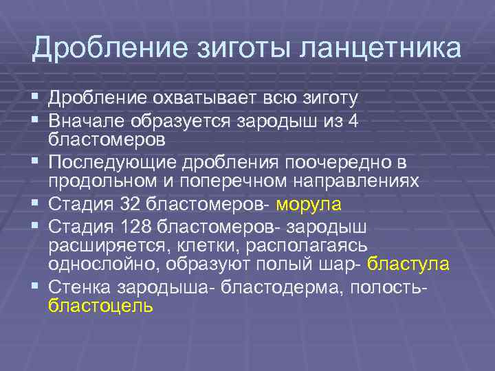 Дробление зиготы ланцетника § Дробление охватывает всю зиготу § Вначале образуется зародыш из 4