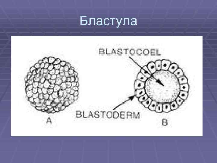 Формирование бластулы