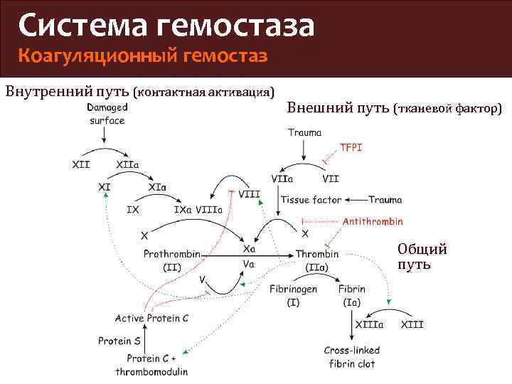 Схема плазменного гемостаза