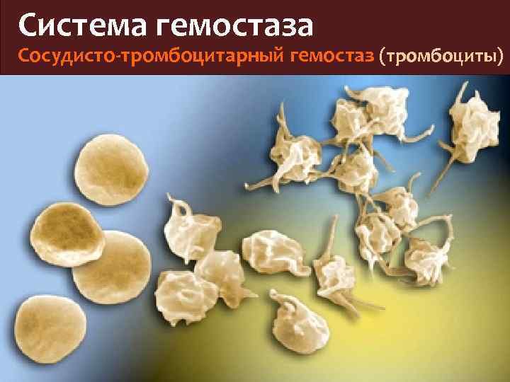 Система гемостаза Сосудисто-тромбоцитарный гемостаз (тромбоциты) 
