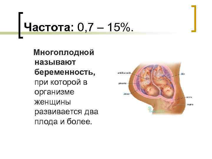 Частота: 0, 7 – 15%. Многоплодной называют беременность, при которой в организме женщины развивается