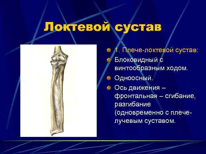 Локтевой сустав 1. Плече-локтевой сустав: Блоковидный с винтообразным ходом. Одноосный. Ось движения – фронтальная