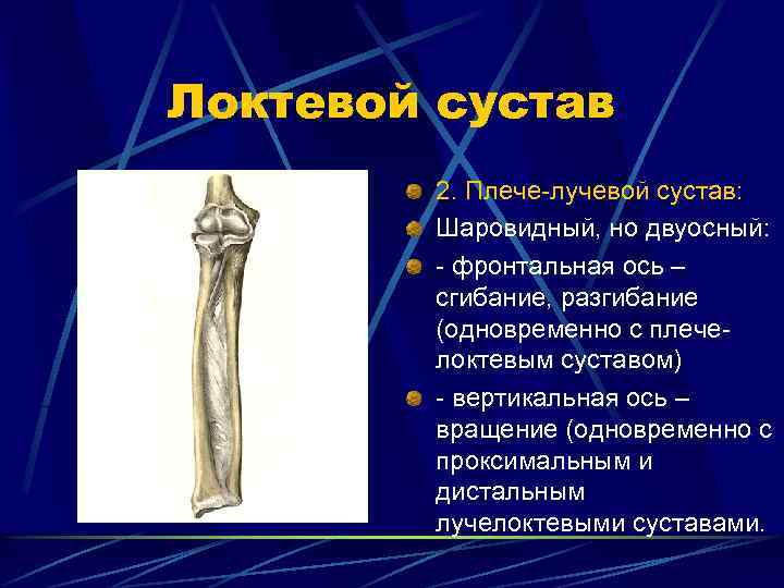 Локтевой сустав 2. Плече-лучевой сустав: Шаровидный, но двуосный: - фронтальная ось – сгибание, разгибание