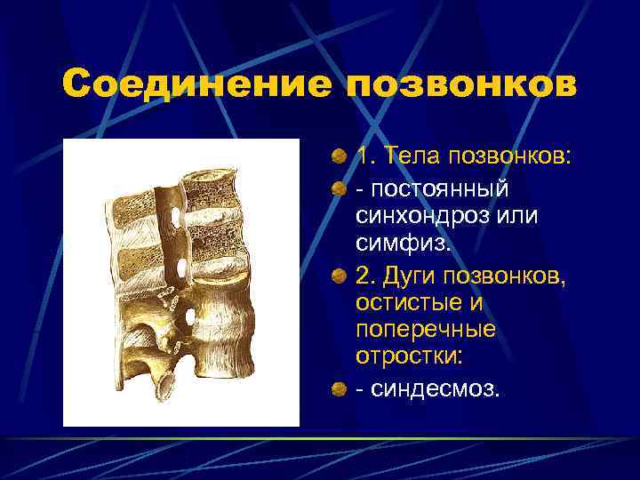 Соединение позвонков 1. Тела позвонков: - постоянный синхондроз или симфиз. 2. Дуги позвонков, остистые