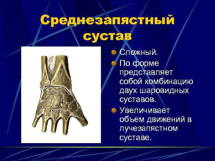Среднезапястный сустав Сложный. По форме представляет собой комбинацию двух шаровидных суставов. Увеличивает объем движений