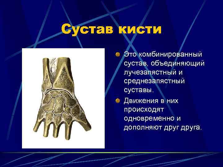 Сустав кисти Это комбинированный сустав, объединяющий лучезапястный и среднезапястный суставы. Движения в них происходят