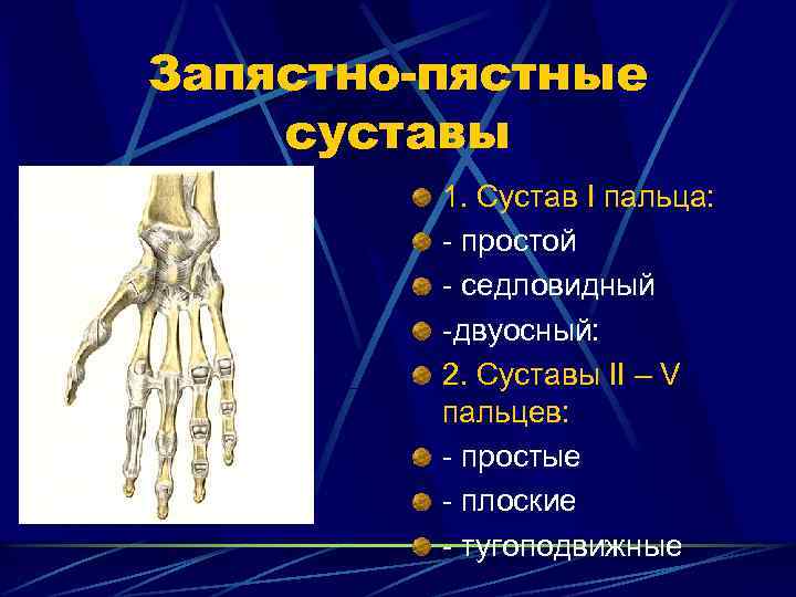 Запястно-пястные суставы 1. Сустав I пальца: - простой - седловидный -двуосный: 2. Суставы II