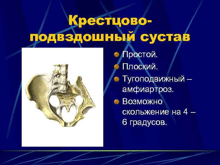 Крестцовоподвздошный сустав Простой. Плоский. Тугоподвижный – амфиартроз. Возможно скольжение на 4 – 6 градусов.