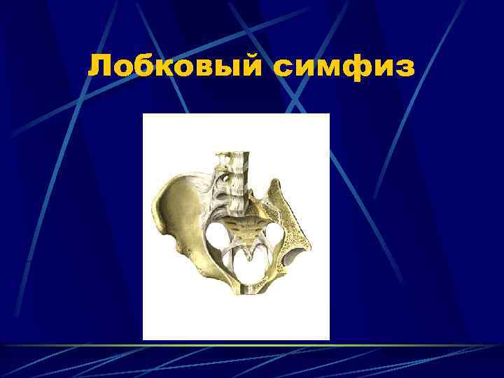 Лобковый симфиз 