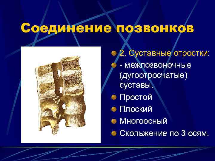 Соединение позвонков 2. Суставные отростки: - межпозвоночные (дугоотросчатые) суставы. Простой Плоский Многоосный Скольжение по
