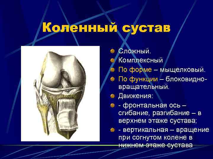 Коленный сустав Сложный. Комплексный По форме – мыщелковый. По функции – блоковидновращательный. Движения: -