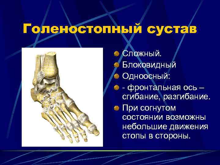 Суставы туловища. Голеностопный сустав блоковидный. Блоковидный сустав движение. Голеностопный сустав одноосный. Одноосный блоковидный сустав.