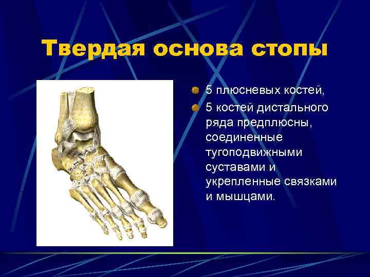 Суставы туловища. Дистальный ряд костей предплюсны. Сочленение костей предплюсны. Сустав предплюсне плюсневые кости. Предплюсне-плюсневые суставы связки.