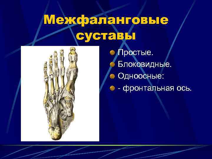 Межфаланговые суставы Простые. Блоковидные. Одноосные: - фронтальная ось. 