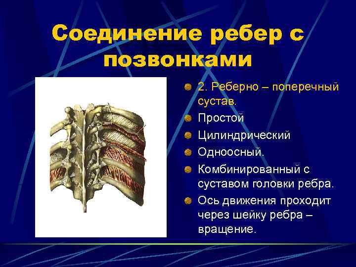 Соединение ребер с позвонками 2. Реберно – поперечный сустав. Простой Цилиндрический Одноосный. Комбинированный с