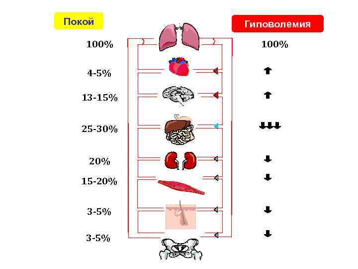 Покой 100% 4 -5% 13 -15% 25 -30% 20% 15 -20% 3 -5% Гиповолемия