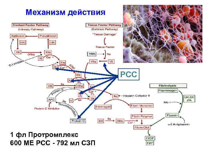 Механизм действия PCC 1 фл Протромплекс 600 МЕ РСС - 792 мл СЗП 