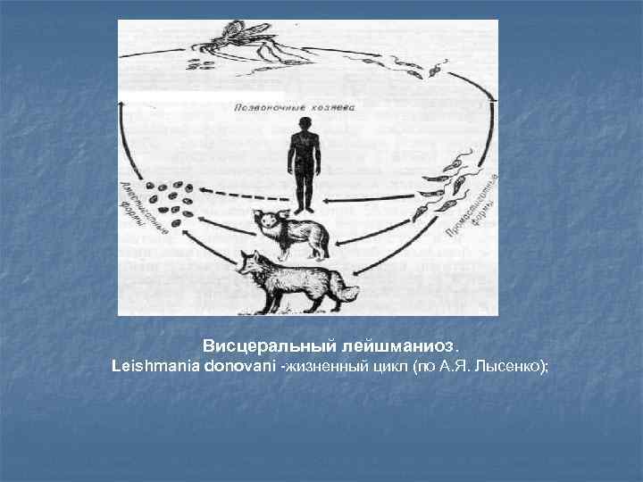 Висцеральный лейшманиоз. Leishmania donovani -жизненный цикл (по А. Я. Лысенко); 