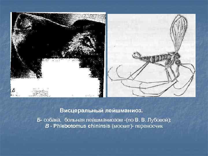 Висцеральный лейшманиоз. Б- собака, больная лейшманиозом -(по В. В. Лубовой); В - Phlebotomus chininsis