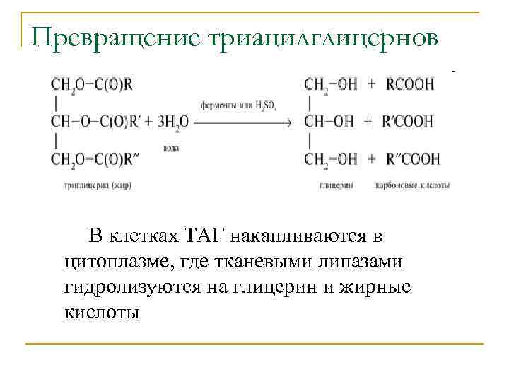 Превращение триацилглицернов В клетках ТАГ накапливаются в цитоплазме, где тканевыми липазами гидролизуются на глицерин