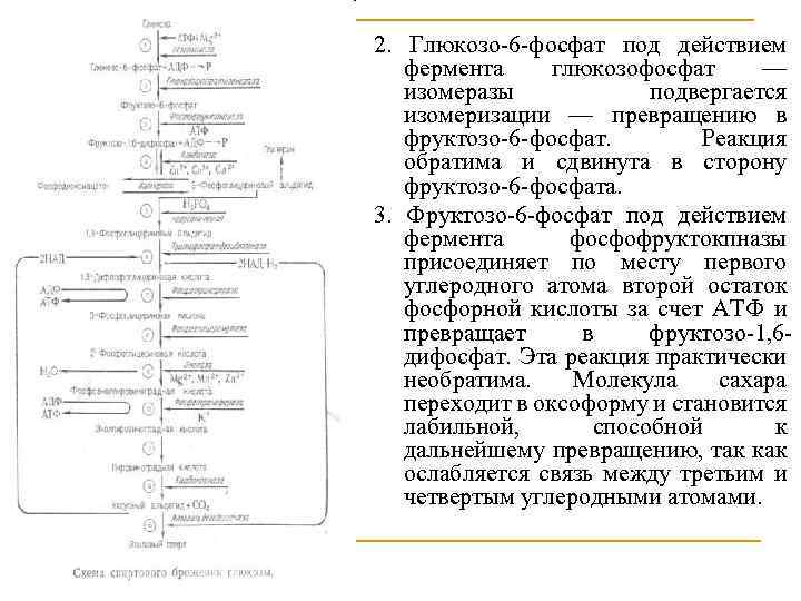 2. Глюкозо 6 фосфат под действием фермента глюкозофосфат — изомеразы подвергается изомеризации — превращению