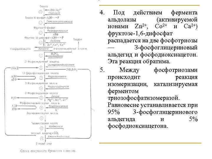 4. Под действием фермента альдолазы (активируемой ионами Zn 2+, Со 2+ и Са 2+)