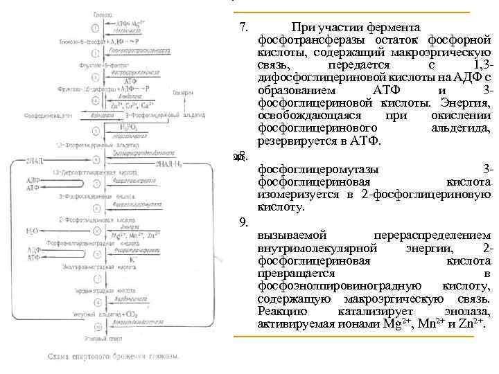 7. фермента 8. действием Под отдачи результате В 9. При участии фермента фосфотрансферазы остаток