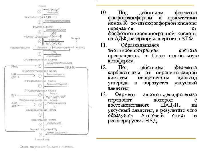 10. Под действием фермента фосфотрансферазы в присутствии ионов К+ ос таток осфорной кислоты ф