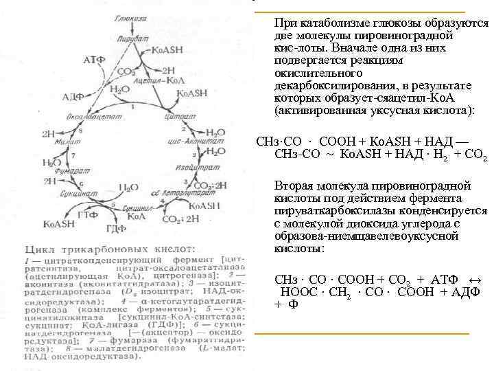 При катаболизме глюкозы образуются две молекулы пировиноградной кис лоты. Вначале одна из них подвергается