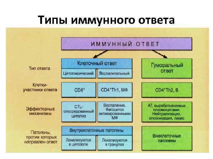 Типы иммунного ответа 