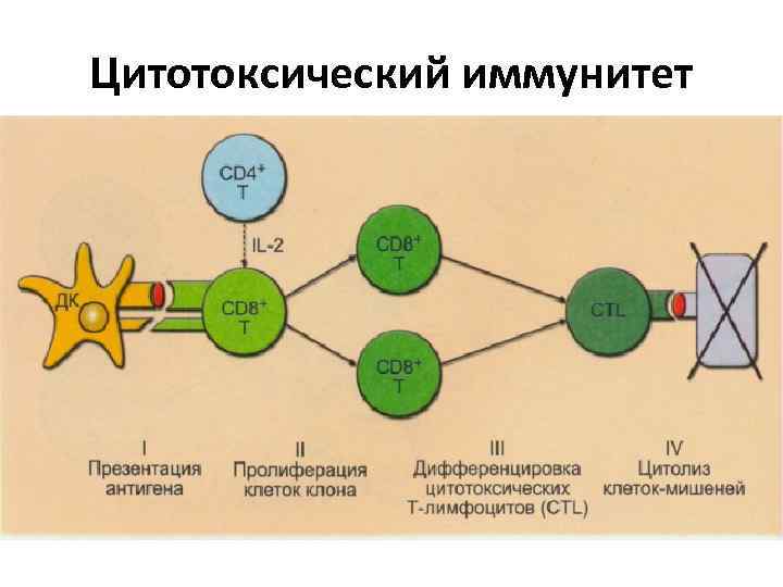 Схема межклеточной кооперации при развитии клеточного иммунного ответа