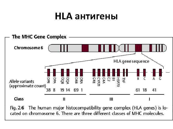 HLA антигены 