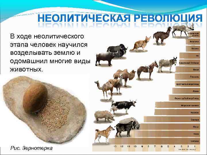 В ходе неолитического этапа человек научился возделывать землю и одомашнил многие виды животных. Рис.