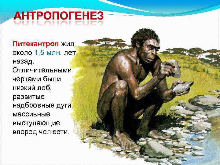 Питекантроп жил около 1, 5 млн. лет назад. Отличительными чертами были низкий лоб, развитые