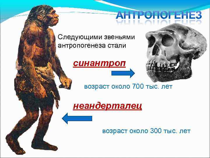 Следующими звеньями антропогенеза стали синантроп возраст около 700 тыс. лет неандерталец возраст около 300