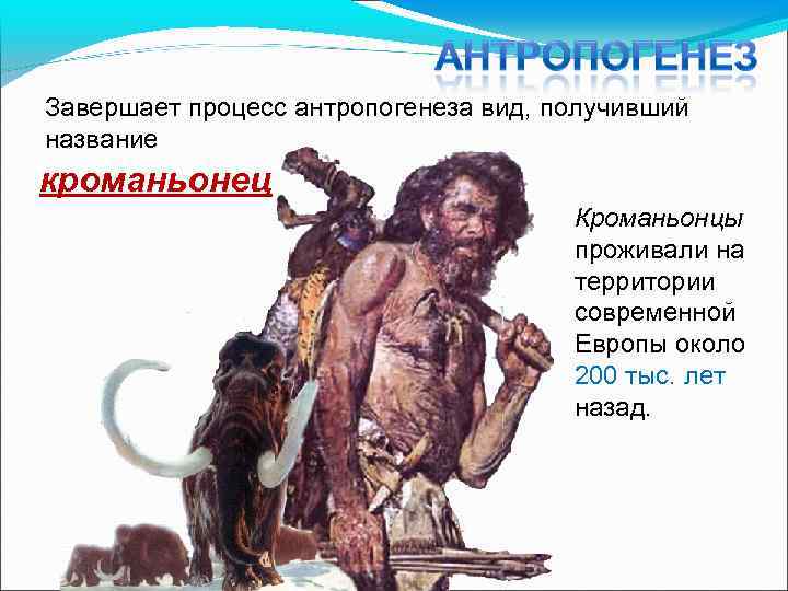 Завершает процесс антропогенеза вид, получивший название кроманьонец Кроманьонцы проживали на территории современной Европы около